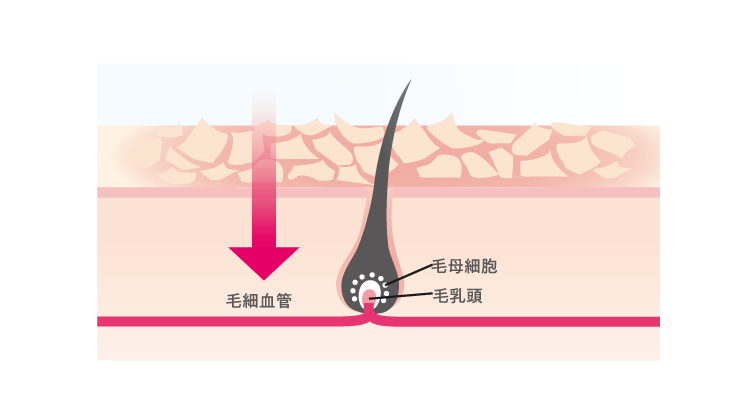 毛細血管の図